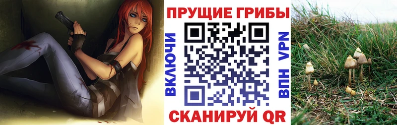 Галлюциногенные грибы GOLDEN TEACHER  продажа наркотиков  Осташков 
